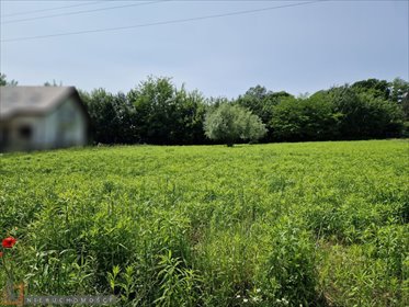 działka na sprzedaż 2400m2 działka Łuczyce