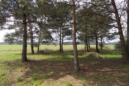 Działka budowlana na sprzedaż Lipówka 11 778m2 Foto 2