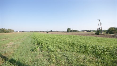 działka na sprzedaż 9800m2 działka Rudka Gołębska