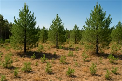 Działka leśna 5,34 ha z planem zagospodarowania w Żeraniu działka Żerań Mały