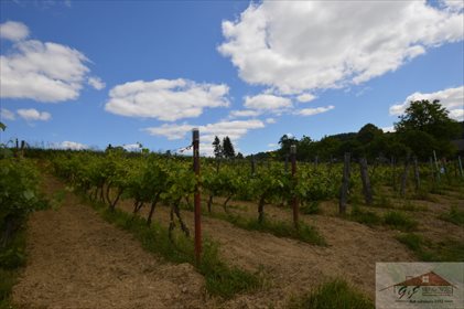 Działka rolna na sprzedaż Węgierka 11 700m2 Foto 3