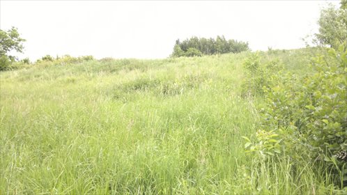Działka budowlana na sprzedaż Niechobrz 7 400m2 Foto 4