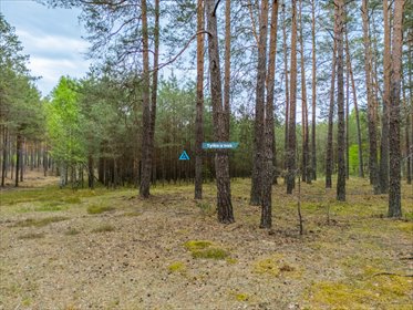 Duża działka leśna 4,19 ha w Czarniżu – inwestycja i kontakt z naturą działka Czarniż