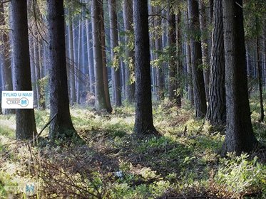 działka na sprzedaż 43100m2 działka Chmielnik, Sędziejowice, Sędziejowice