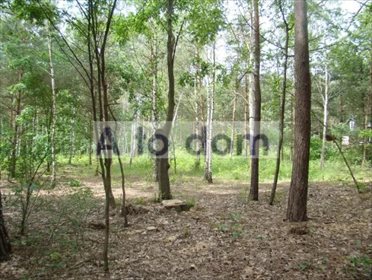 Działka leśna na sprzedaż Iły 4 107m2 Foto 1