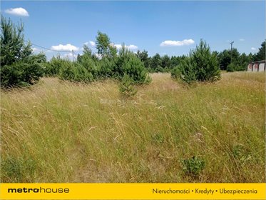 Działka rolna na sprzedaż Orzeszki, Rozogi 10 800m2 Foto 3