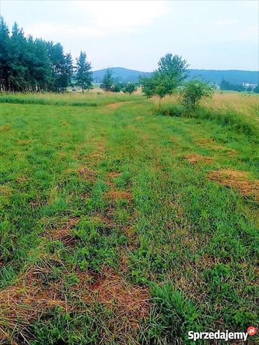 Działka 1000 m² w cichej okolicy z mediami w drodze działka Chęciny, Bolmin