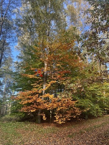 Polecam zadrzewioną działkę 1800 m² z mediami i możliwością zabudowy działka Magdalenka