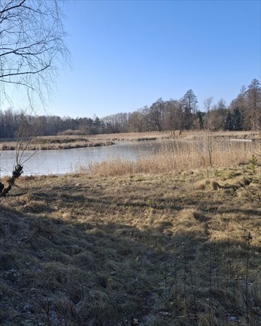 Lokal użytkowy na sprzedaż Tartak 52 600m2 Foto 2