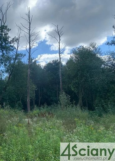 Działka budowlana na sprzedaż Milanówek 9 150m2 Foto 3