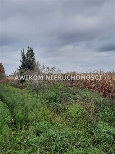 Działka rolno-siedliskowa 3001 m² w Zazdrości - zapraszam działka Zazdrość