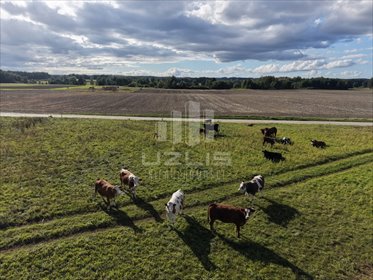 Zapraszam do zakupu działki 5 000 m² w Boroszewie działka Boroszewo