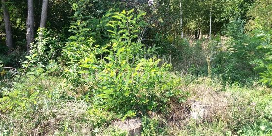 Działka budowlana na sprzedaż Mirosławice 2 000m2 Foto 1