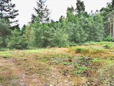 Działka rekreacyjna na sprzedaż Niwy 1 600m2 Foto 2
