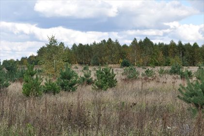 Działka rolna na sprzedaż Bibiampol 1 500m2 Foto 5