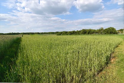 Do sprzedania działka 1,13 ha z warunkami zabudowy i lasem działka Policzna
