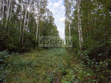 Działka 4511 m² w Wycinkach Osowskich (las i budowa) działka Wycinki Osowskie
