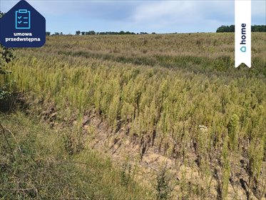 Działka rolna 3,9 ha w Dobrzyń nad Wisłą polecam działka Dobrzyń Nad Wisłą
