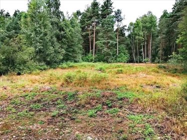 Działka rekreacyjna na sprzedaż Niwy 1 600m2 Foto 4