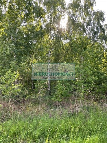 Działka 15 946 m² w Stare Budy z mediami i lasem działka Stare Budy