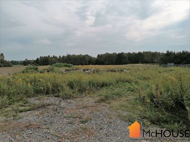 Działka budowlana na sprzedaż Grzybów, Grzybów 3 259m2 Foto 4