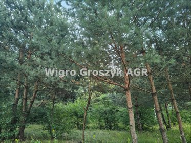 Działka 1500 m² w Kaliszkach (blisko Warszawy) z lasem działka Kaliszki, Kaliszki