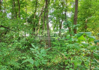 działka na sprzedaż 3854m2 działka Grodzisk Mazowiecki