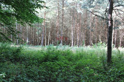 działka na sprzedaż 1500m2 działka Adamów-Parcel, Łęgowa