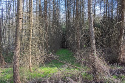 Leśna działka 1,54 ha z planem UPUL i wartościowym drzewostanem działka Łopuszka Wielka
