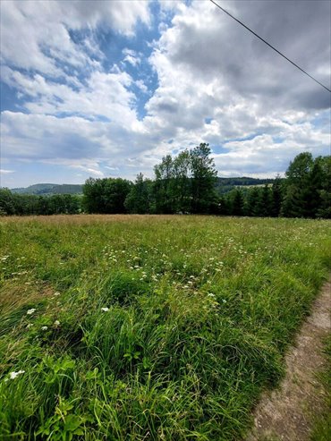 działka na sprzedaż 2000m2 działka Czarnów