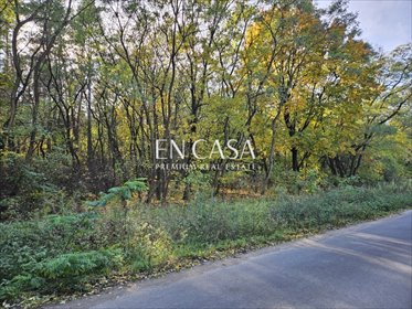 Działka 6500 m² z lasem i możliwością podziału działka Książenice