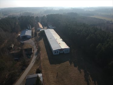 Na wynajem hala 1800 m² z zapleczem socjalnym w Klwatce Królewskiej magazyn Klwatka Królewska