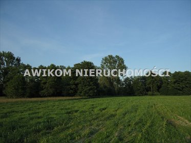 Działka 2,4 ha z drzewami, dojazd 250 m od asfaltu działka Jaktorów, Jaktorów/Budy Zosine