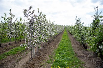 działka na sprzedaż 114m2 działka Korzenna