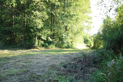 Działka leśna na sprzedaż Daniszewo 7 000m2 Foto 3