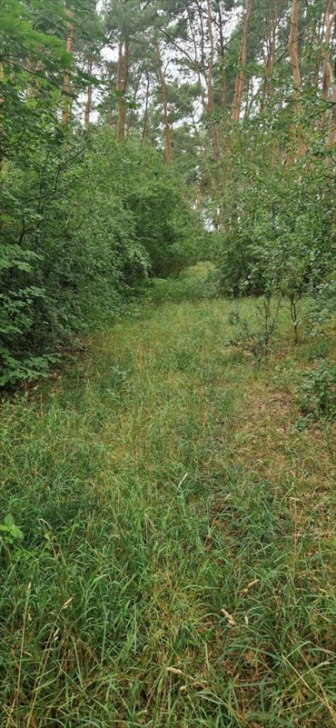 Działka inwestycyjna 27 000 m² w Wągrowcu - las i stawy działka Wągrowiec