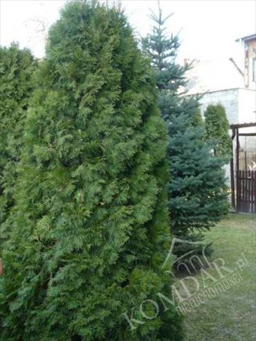 Lokal użytkowy na sprzedaż Rybie, Rybie 250m2 Foto 3