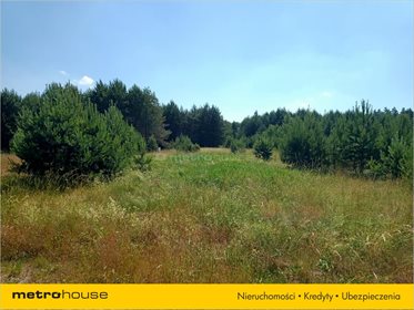 Działka rolna na sprzedaż Orzeszki, Rozogi 10 800m2 Foto 4