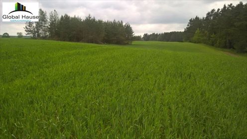 Działka rolna na sprzedaż Nowe Krzywe 3 080m2 Foto 7