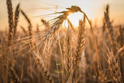 działka na sprzedaż 1670000m2 działka Choszczno