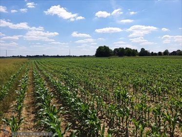 działka na sprzedaż 1527m2 działka Celiny