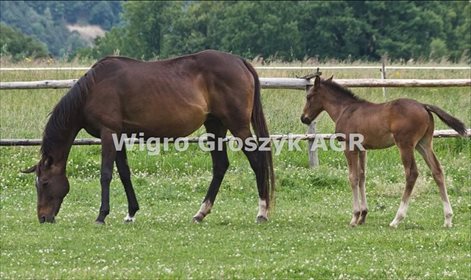 działka na wynajem 23197m2 działka Pieńków