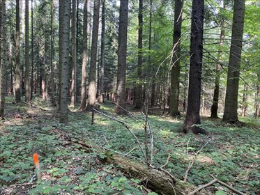 Działka rolna na sprzedaż Kunkowa, Uście Gorlickie 11 607m2 Foto 3