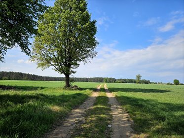 Tu poranki smakują spokojem - działka z MPZP działka Ignacew Folwarczny