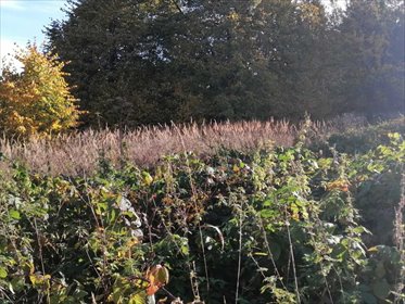 działka na sprzedaż 2500m2 działka Pieszyce, Rościszów