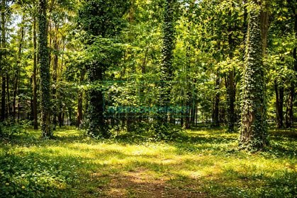 Atrakcyjna działka 2100 m² w centrum Podkowy Leśnej działka Podkowa Leśna