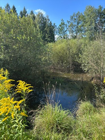 działka na sprzedaż 17200m2 działka Łomnica, Karpnicka