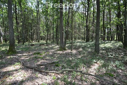 Działka leśna 10 160 m² z dojazdem polnym, lasy i zadrzewienia działka Ochodze