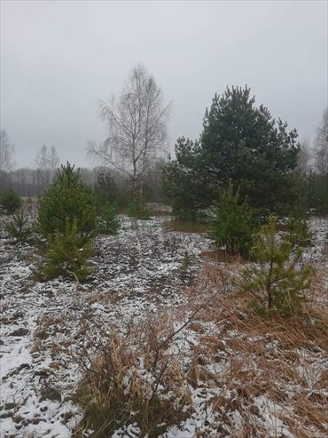 Działka rolna na sprzedaż Stare Polesie 3 000m2 Foto 1