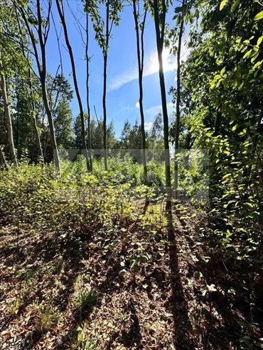 działka na sprzedaż 1000m2 działka Szczęsne